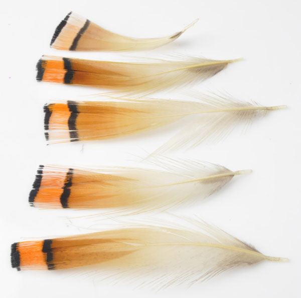 Code: D10338 (Plume orange marron 3 a 8 cm.) 
